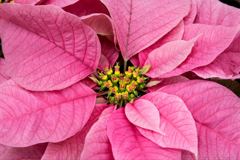 Santa Claus Pink Poinsettia © 2016 Patty Hankins