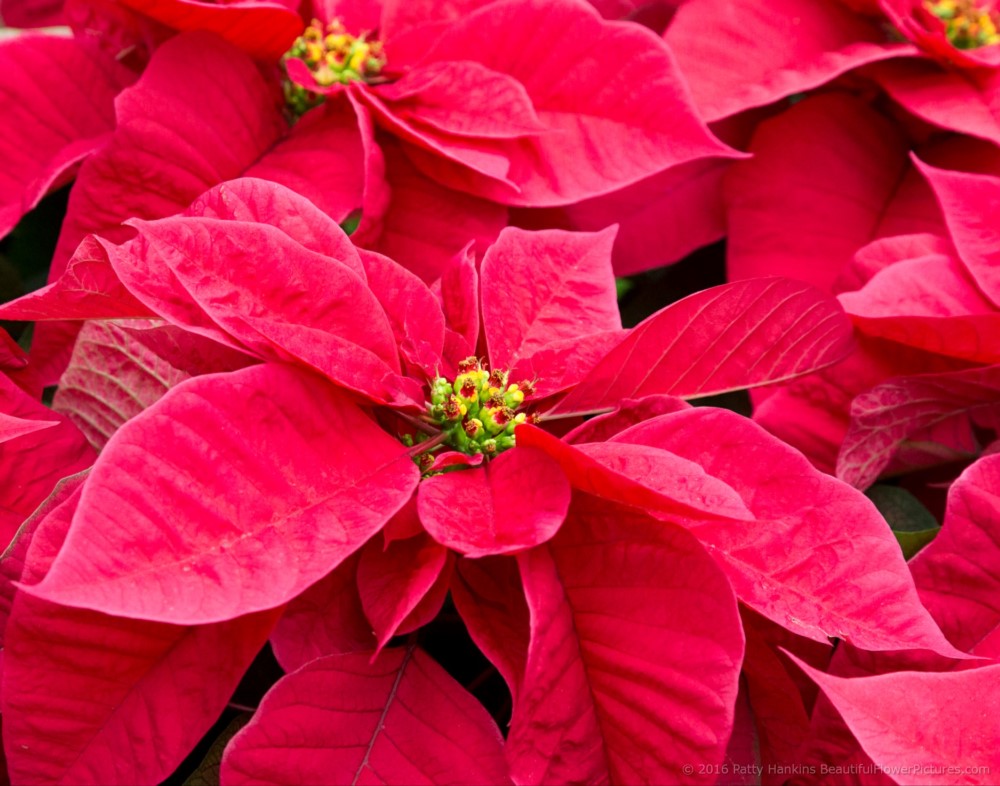 Santa Claus Red Poinsettia © 2016 Patty Hankins