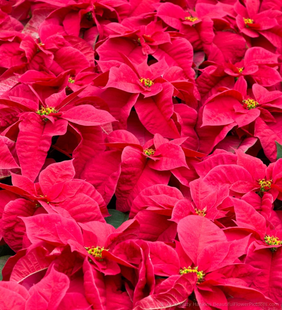 Santa Claus Red Poinsettia © 2016 Patty Hankins