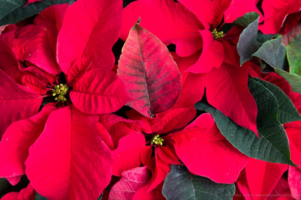 Titan Red Poinsettia © 2016 Patty Hankins