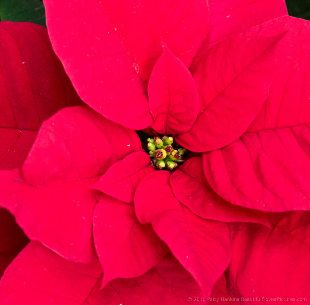 Titan Red Poinsettia © 2016 Patty Hankins