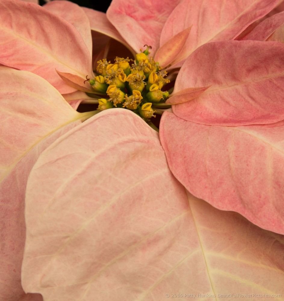 Visions of Grandeur Poinsettia © 2016 Patty Hankins