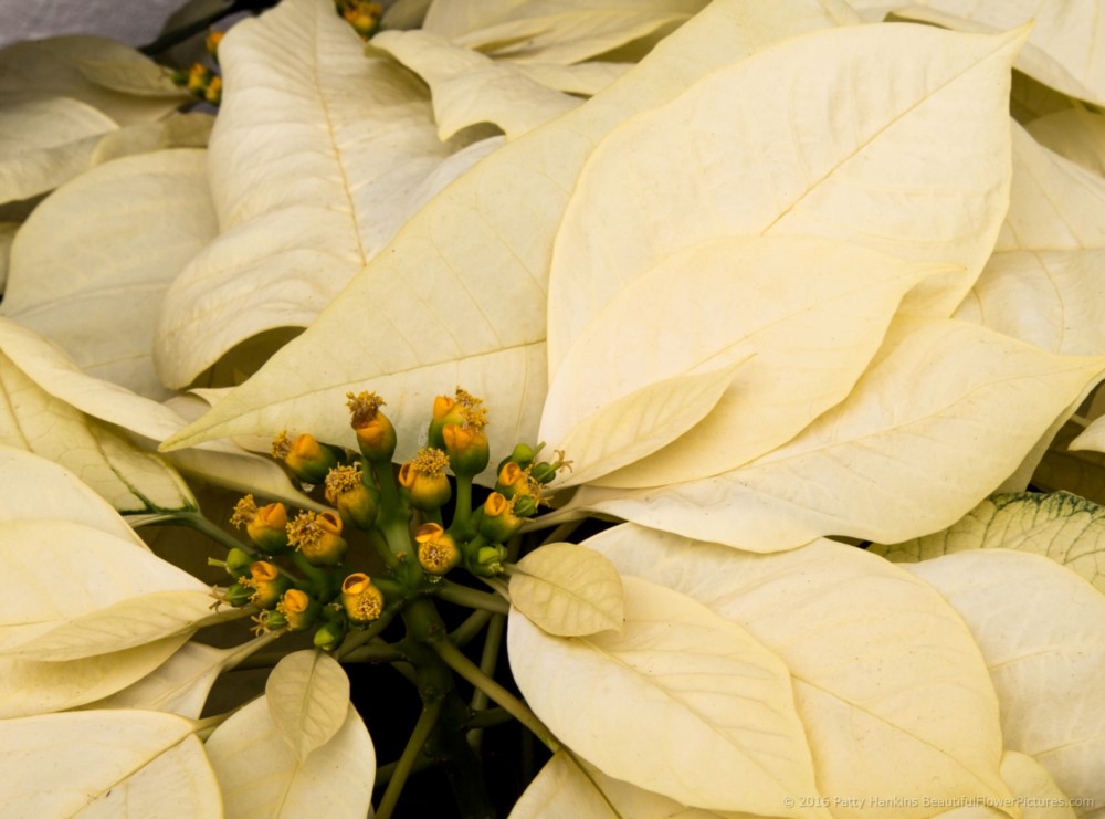 Wintersun White Poinsettia © 2016 Patty Hankins