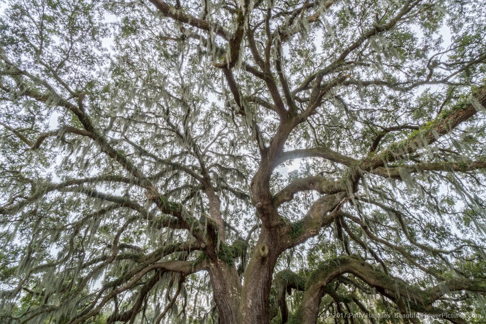 Majestic Oak, Savannah, Georgia © 2017 Patty Hankins
