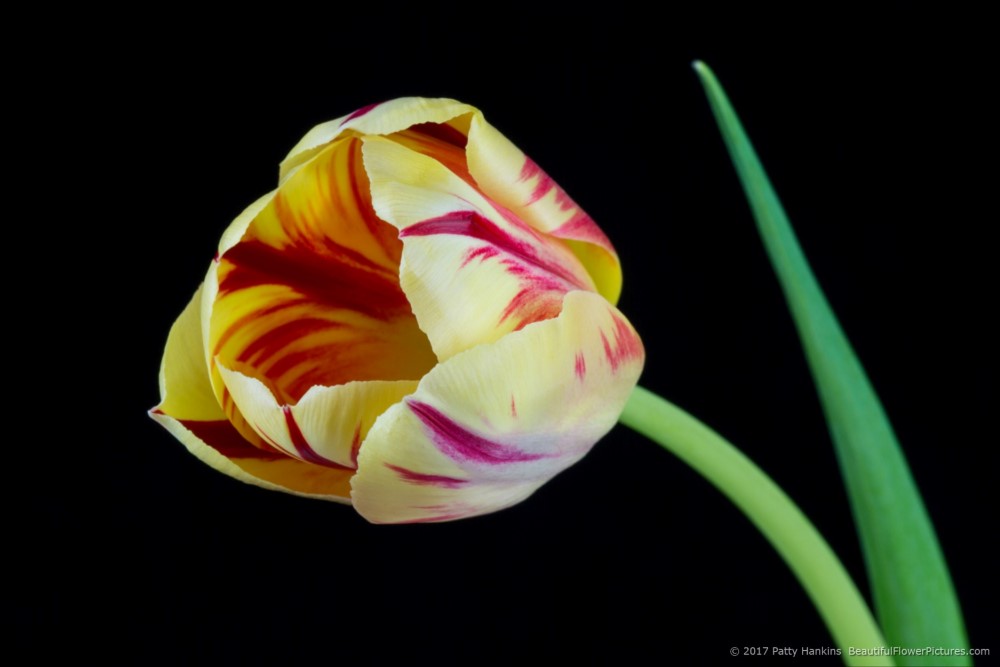 Red & Yellow Tulip © 2017 Patty Hankins