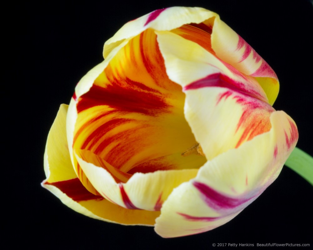 Red & Yellow Tulip © 2017 Patty Hankins