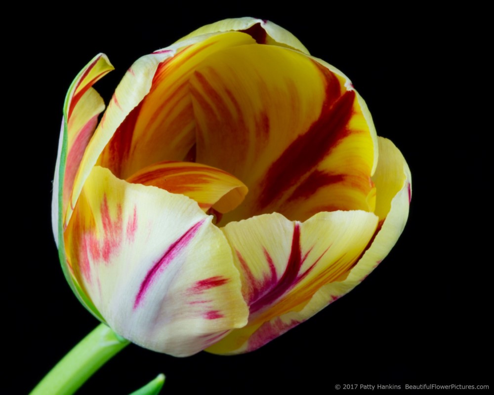 Red & Yellow Tulip © 2017 Patty Hankins