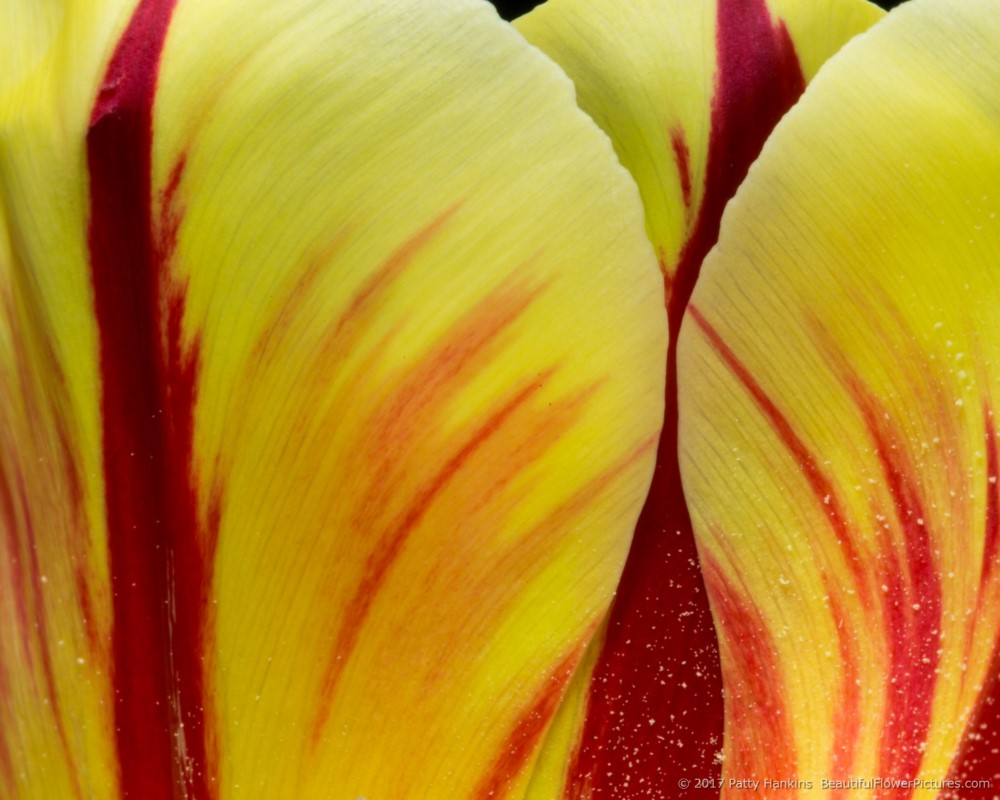 Red & Yellow Tulip © 2017 Patty Hankins