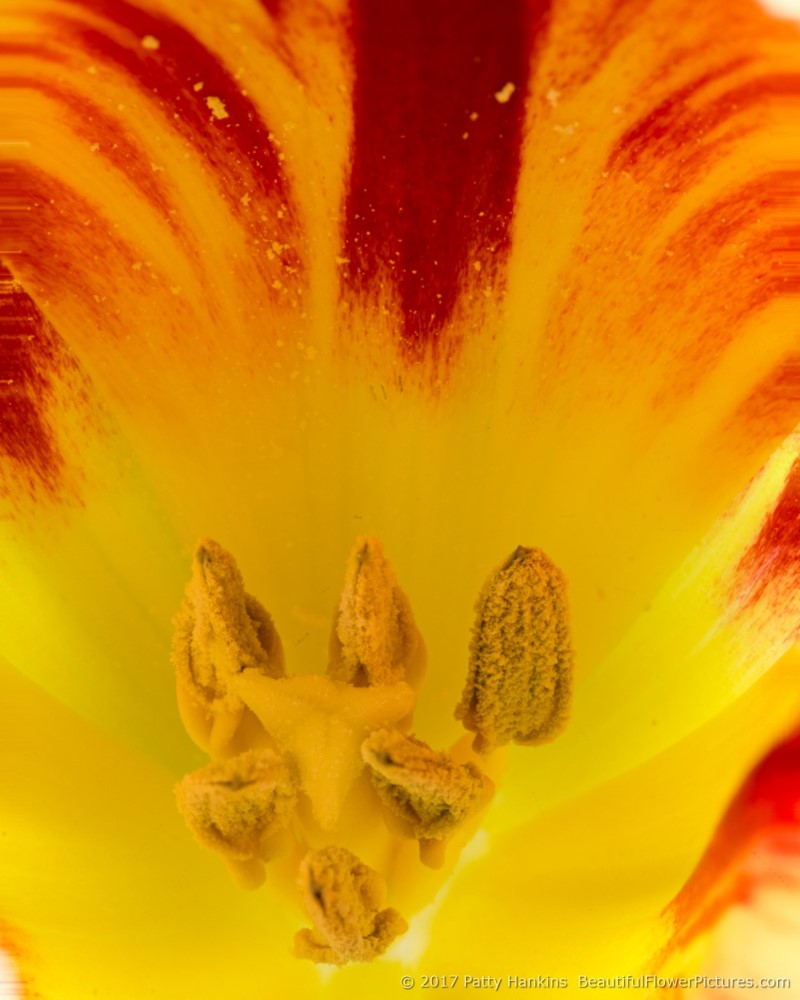 Red & Yellow Tulip © 2017 Patty Hankins