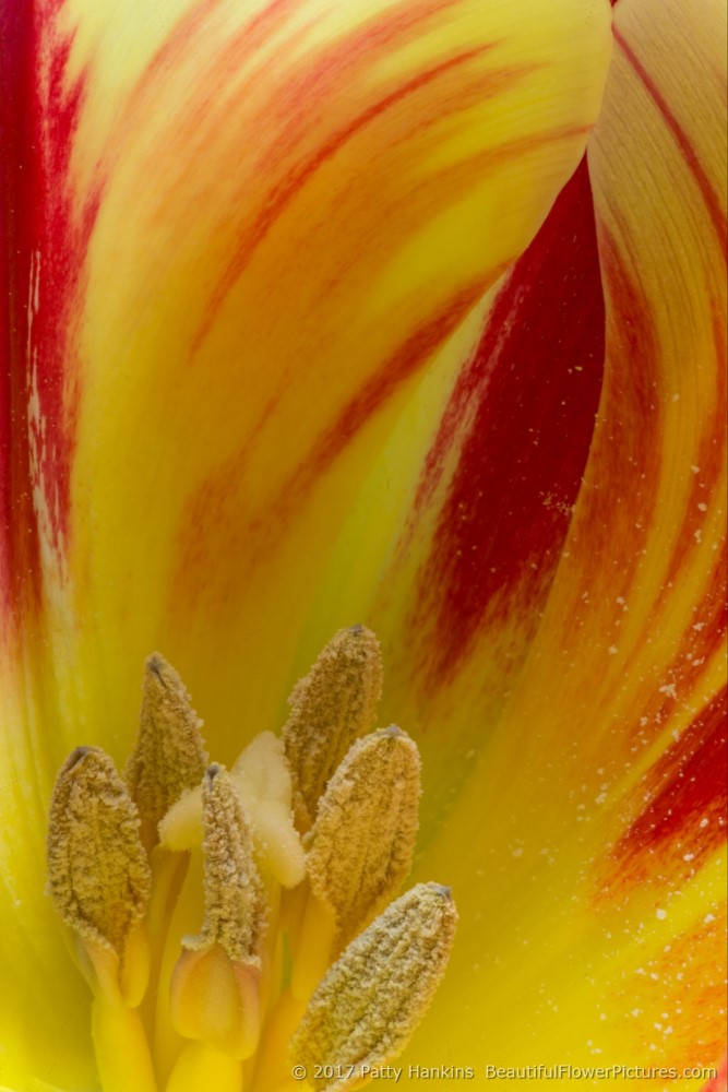 Red & Yellow Tulip © 2017 Patty Hankins