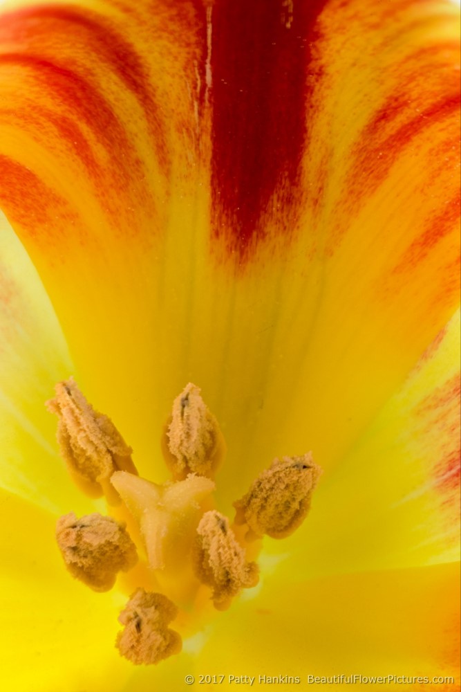 Red & Yellow Tulip © 2017 Patty Hankins