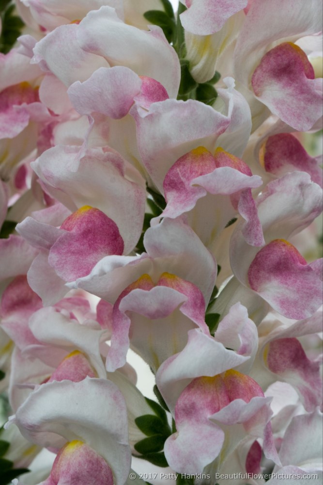 Potomac Appleblossom Snapdragons © 2017 Patty Hankins