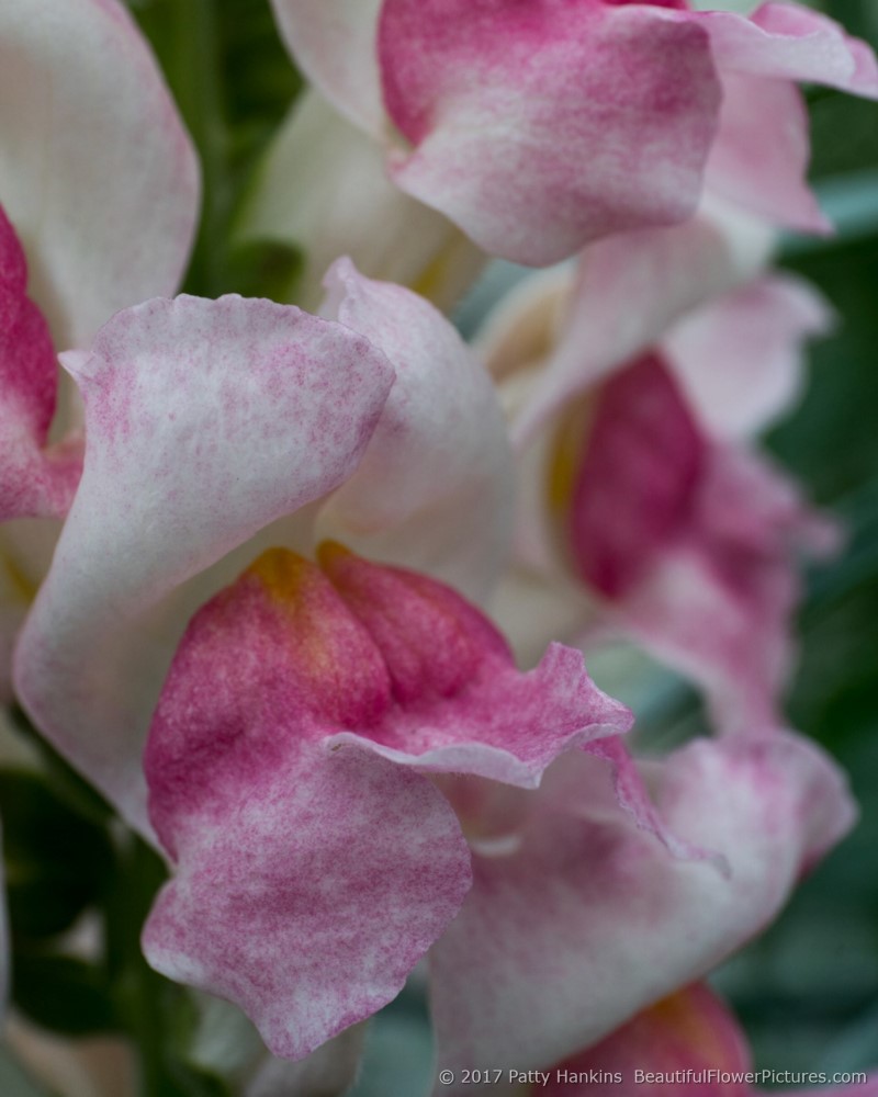 Potomac Appleblossom Snapdragons © 2017 Patty Hankins