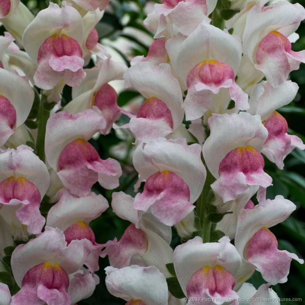 Potomac Appleblossom Snapdragons © 2017 Patty Hankins