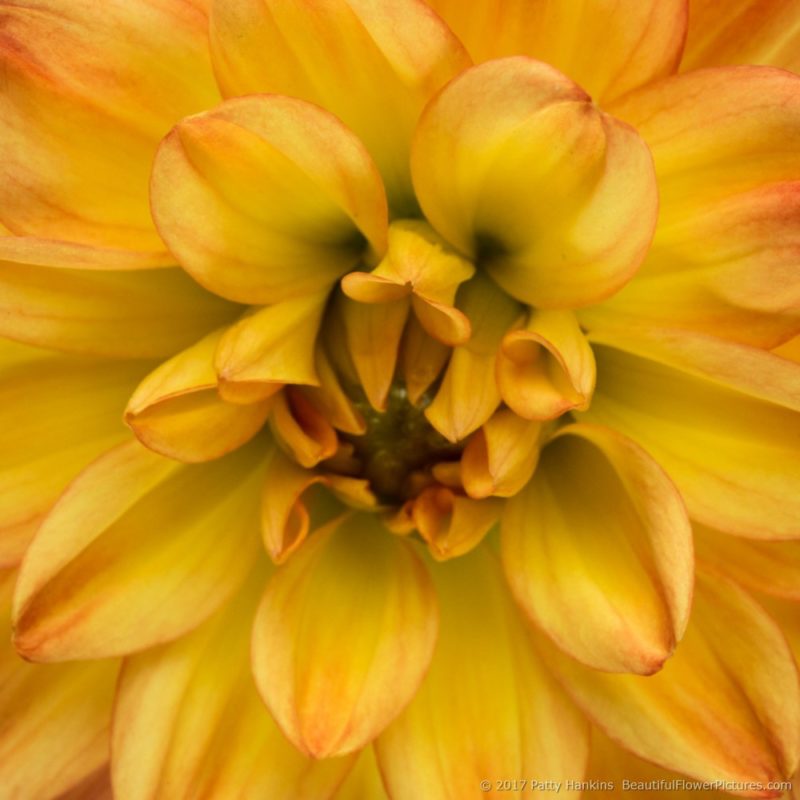 In the Studio: A Few Yellow Dahlias :: Beautiful Flower Pictures Blog