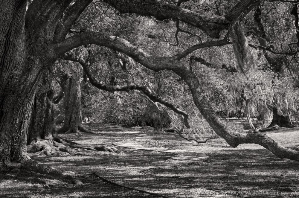 Under the Live Oaks © 2017 Patty Hankins