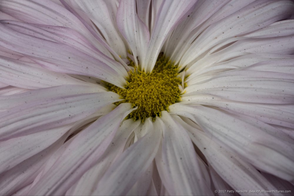 Bill Holden Chrysanthemum © 2017 Patty Hankins