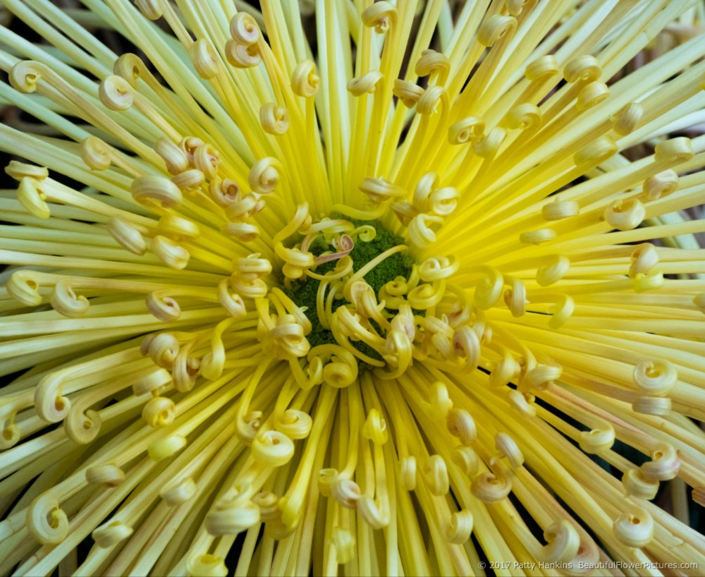 Kishinonishi Chrysanthemum © 2017 Patty Hankins