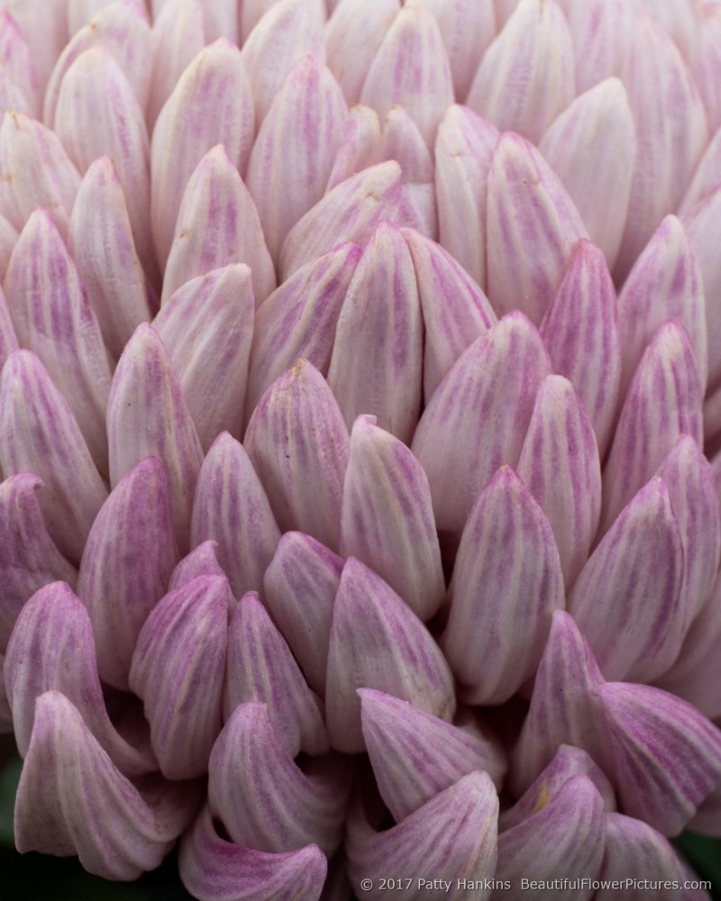 LeMans Chrysanthemum © 2017 Patty Hankins