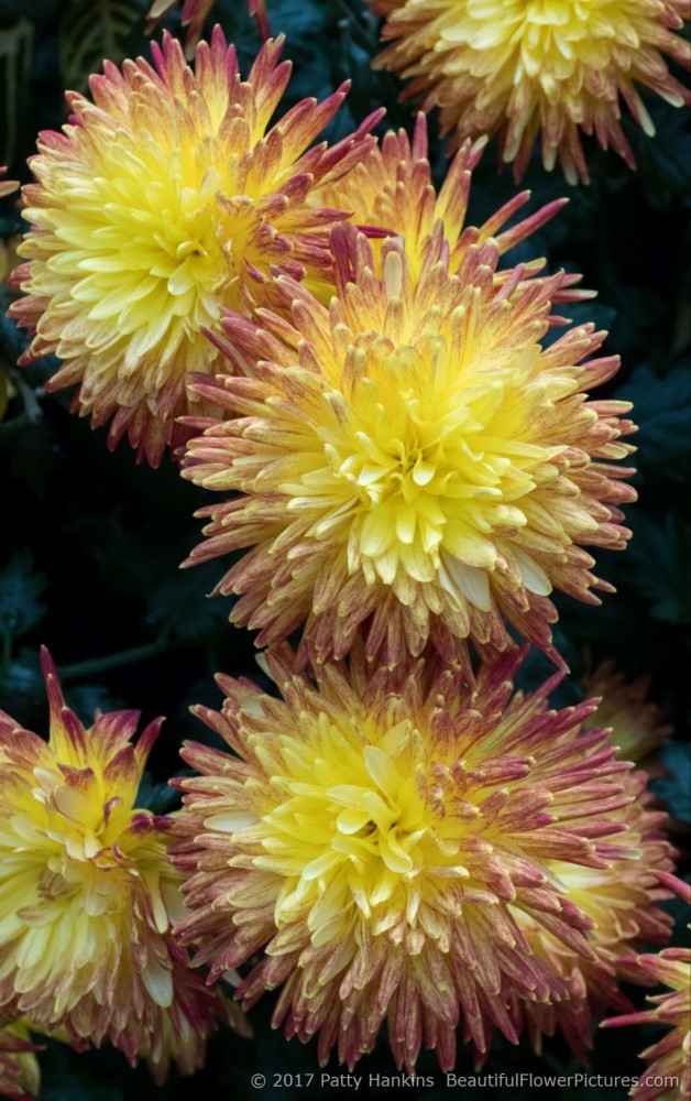 Western Brushfire Chrysanthemum © 2017 Patty Hankins