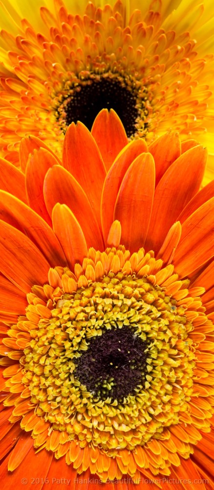 Dune & Adventure Gerbera Daisies  © 2016 Patty Hankins