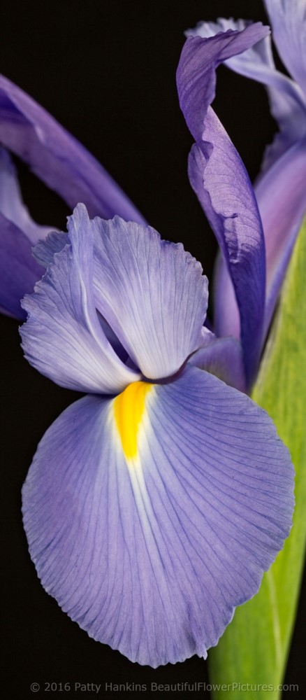 Siberian Iris © 2016 Patty Hankins