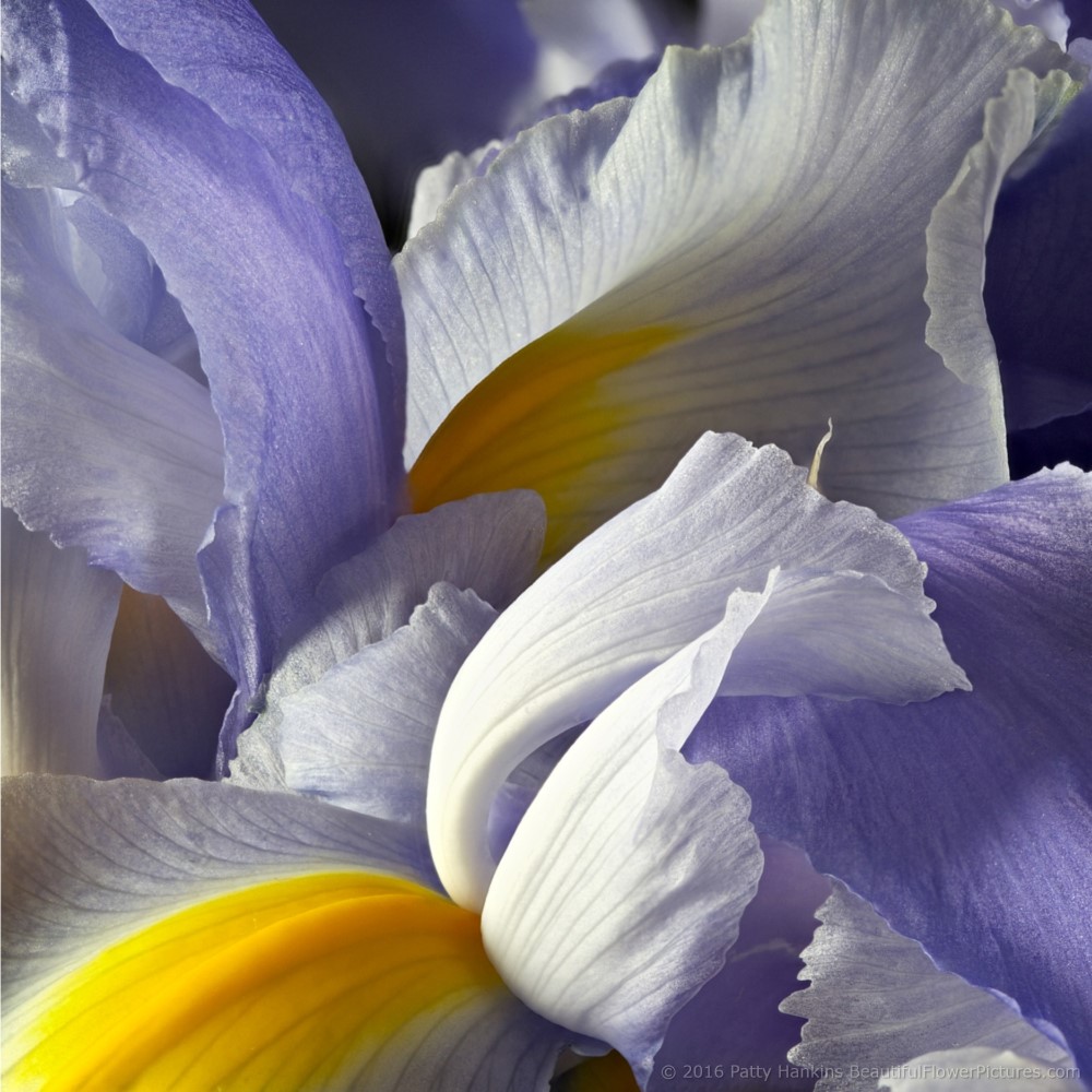 Lavender Siberian Irises © 2016 Patty Hankins