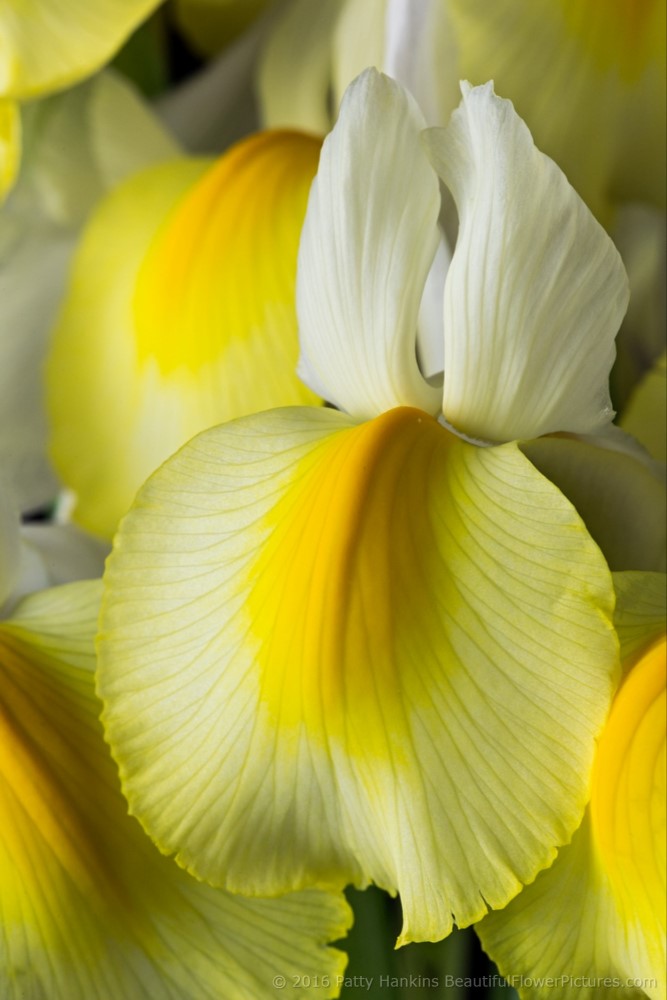 Yellow & White Siberian irises © 2016 Patty Hankins