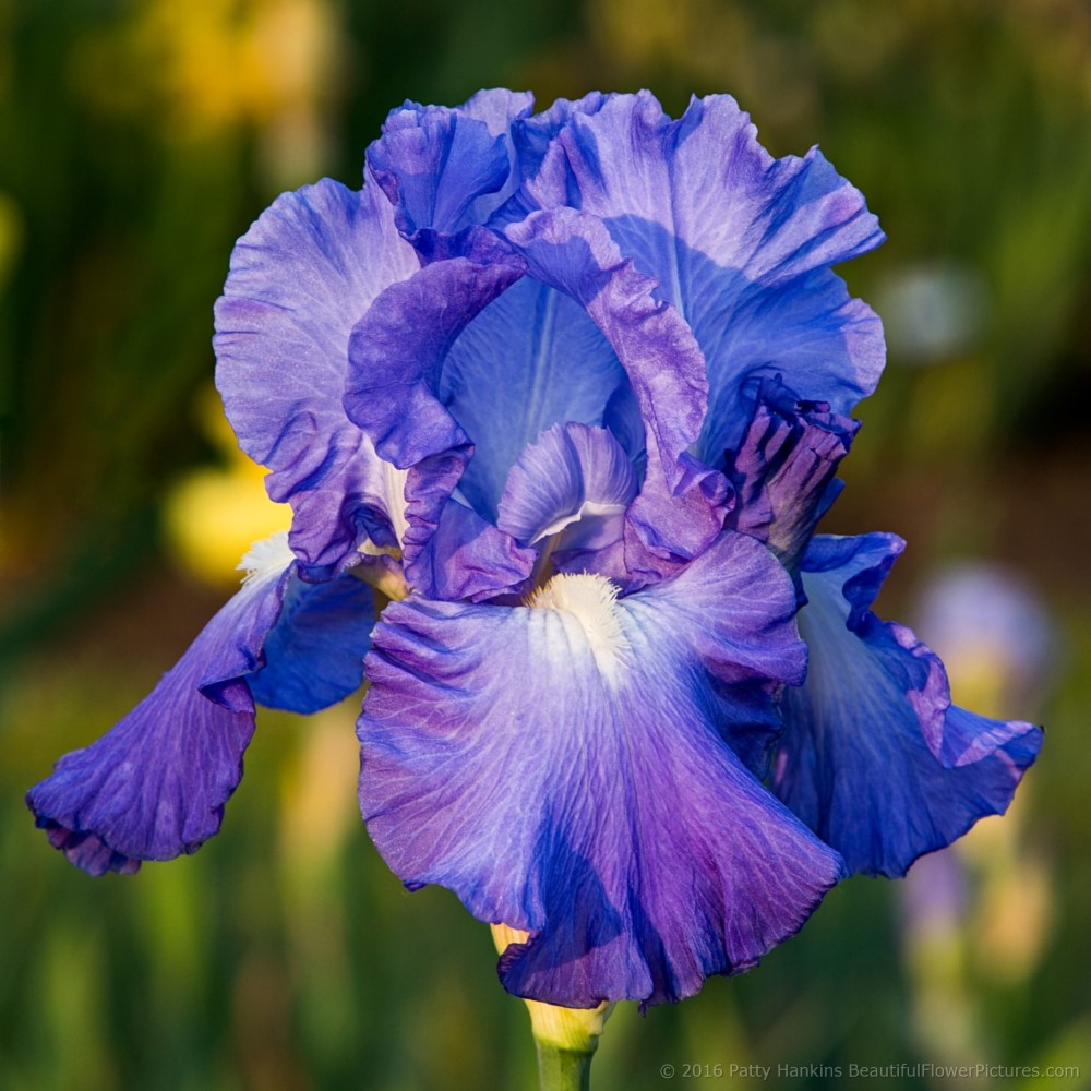 Song of Norway Iris © 2016 Patty Hankins