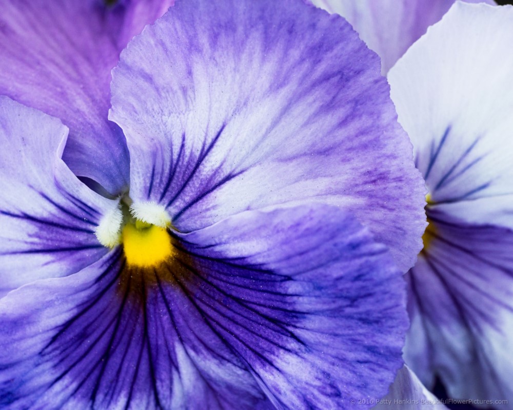 Purple Pansies © 2016 Patty Hankins