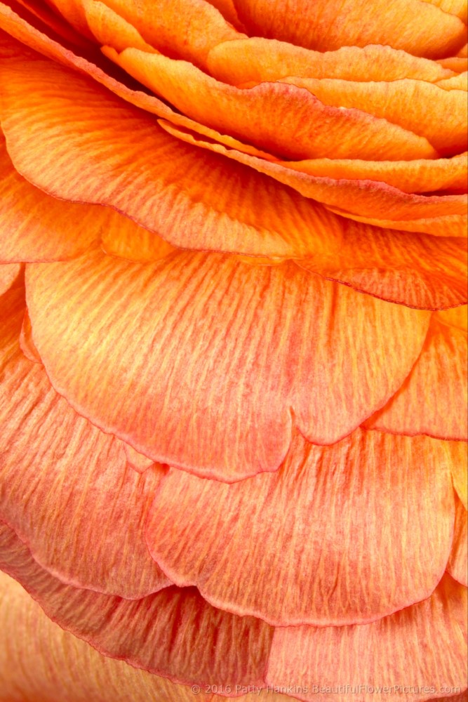 Orange Ranunculus © 2016 Patty Hankins