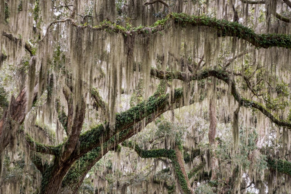 Spanish Moss, Hollins NWR © 2016 Patty Hankins