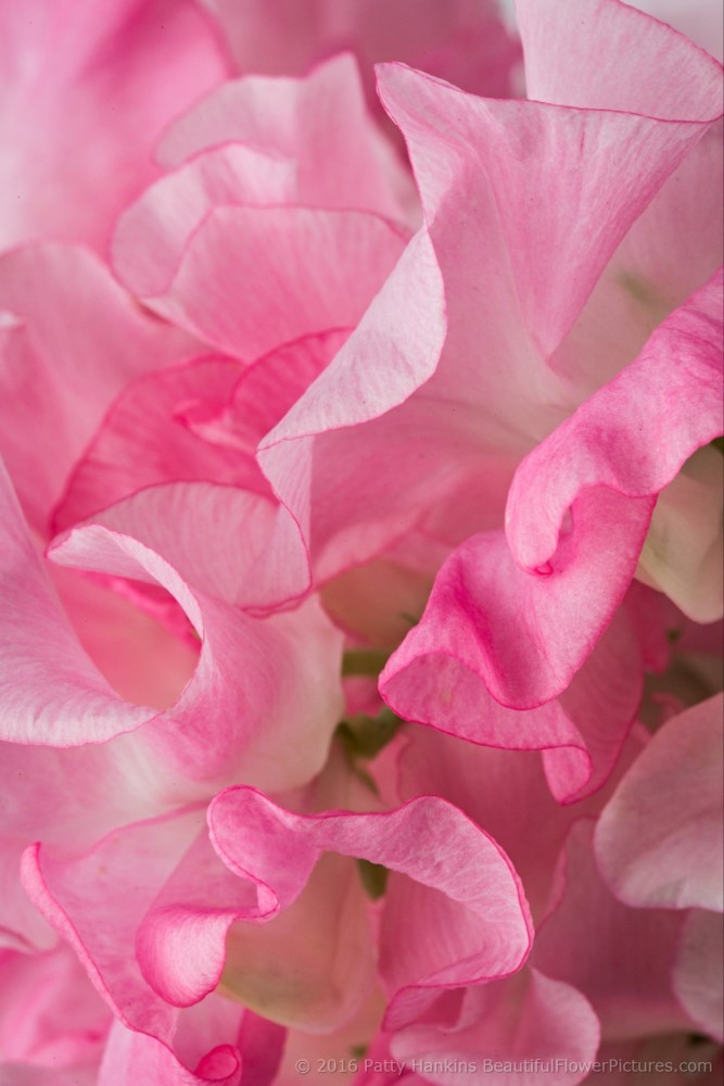 Pink Sweet Peas © 2016 Patty Hankins