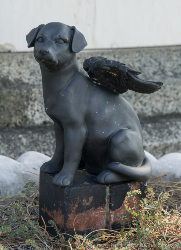 Dog Angel At Metarie Cemetery, New Orleans, LA © 2017 Patty Hankins