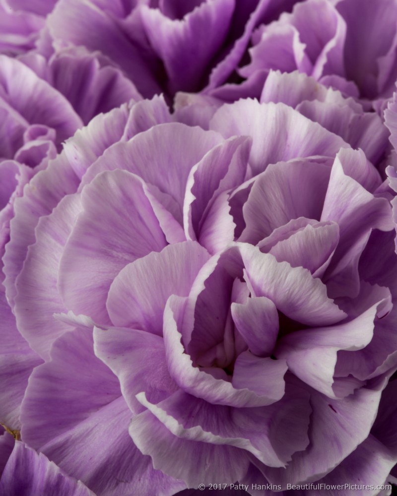 Lavender Carnations © 2017 Patty Hankins