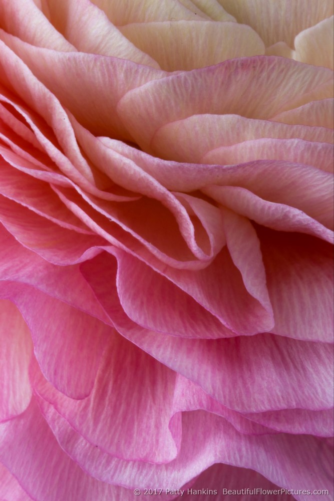 Pink Cloni Ranunculus © 2017 Patty Hankins