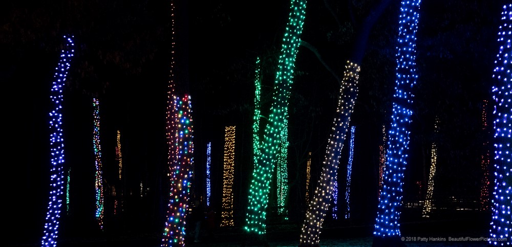 Outdoor Christmas Lights, Longwood Gardens (c) 2018 Patty Hankins