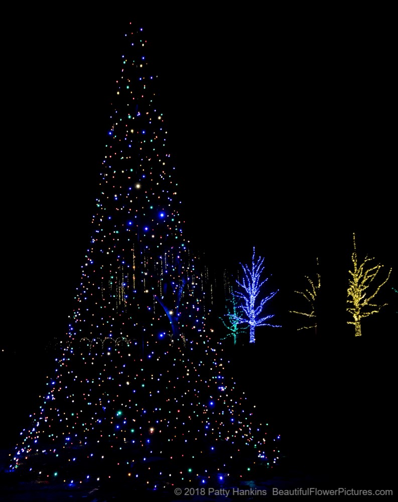 Outdoor Christmas Lights, Longwood Gardens (c) 2018 Patty Hankins