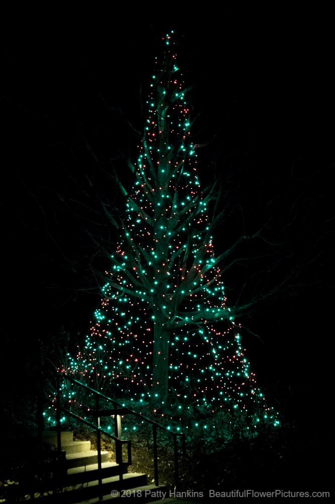 Outdoor Christmas Lights, Longwood Gardens (c) 2018 Patty Hankins