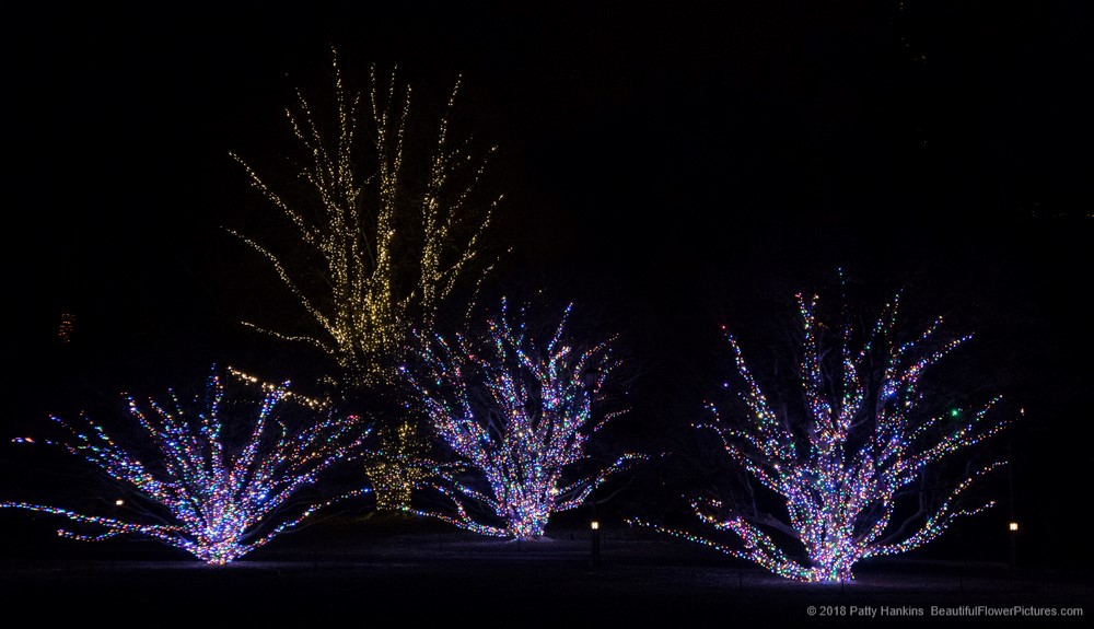 Outdoor Christmas Lights, Longwood Gardens (c) 2018 Patty Hankins