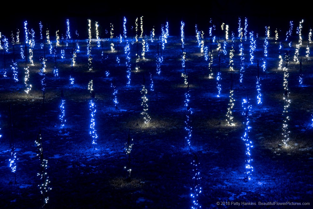 Christmas in the Topiary Garden, Longwood Gardens (c) 2018 Patty Hankins