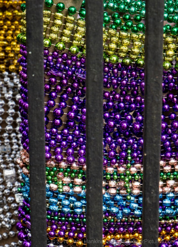 Mardi Gras Beads Wrapped Around a Tree in the Garden District, New Orleans © 2018 Patty Hankins