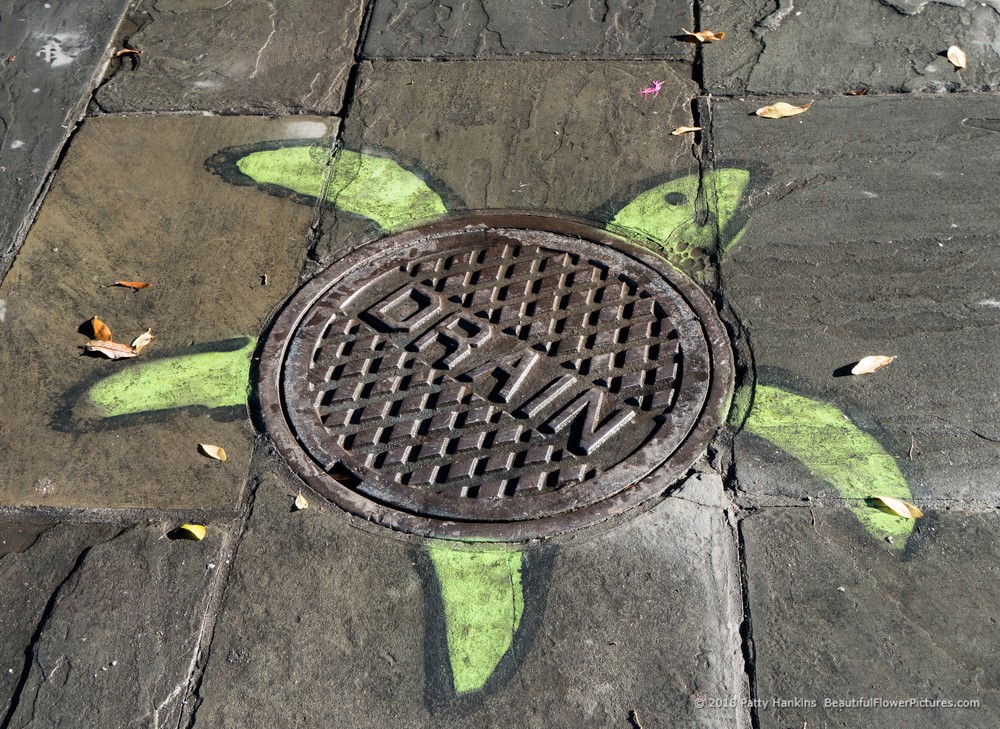 Turtle Street Art, French Quarter, New Orleans © 2018 Patty Hankins