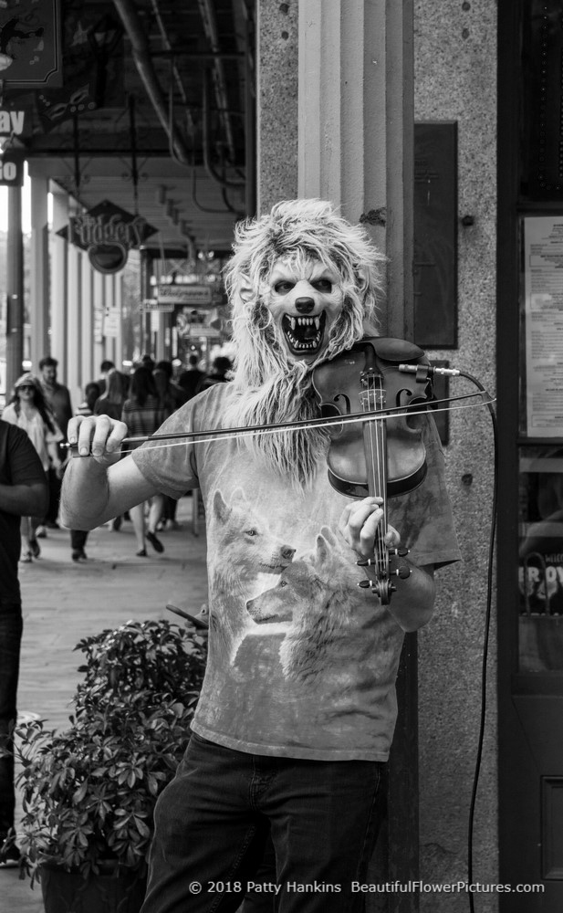 Musician in the French Quarter, New Orleans © 2018 Patty Hankins