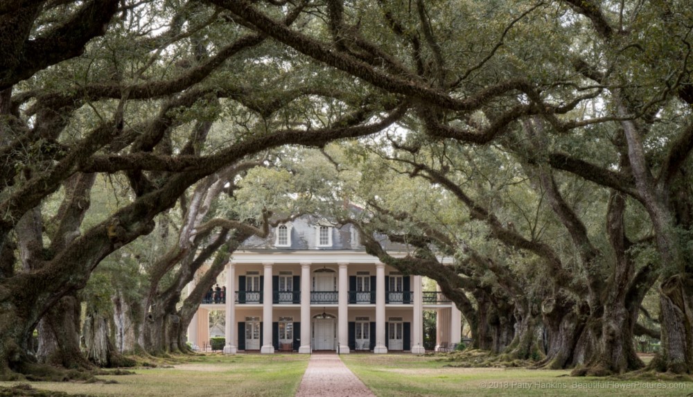 Oak Alley Plantation outside New Orleans © 2018 Patty Hankins