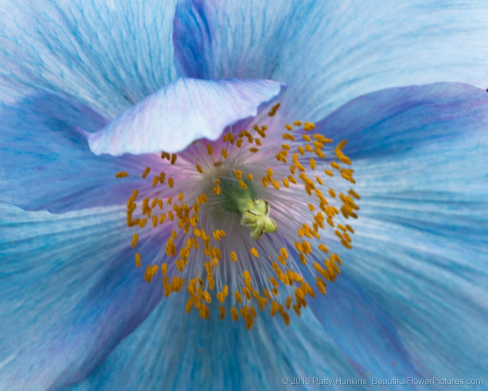 Blue Poppy © 2018 Patty Hankins