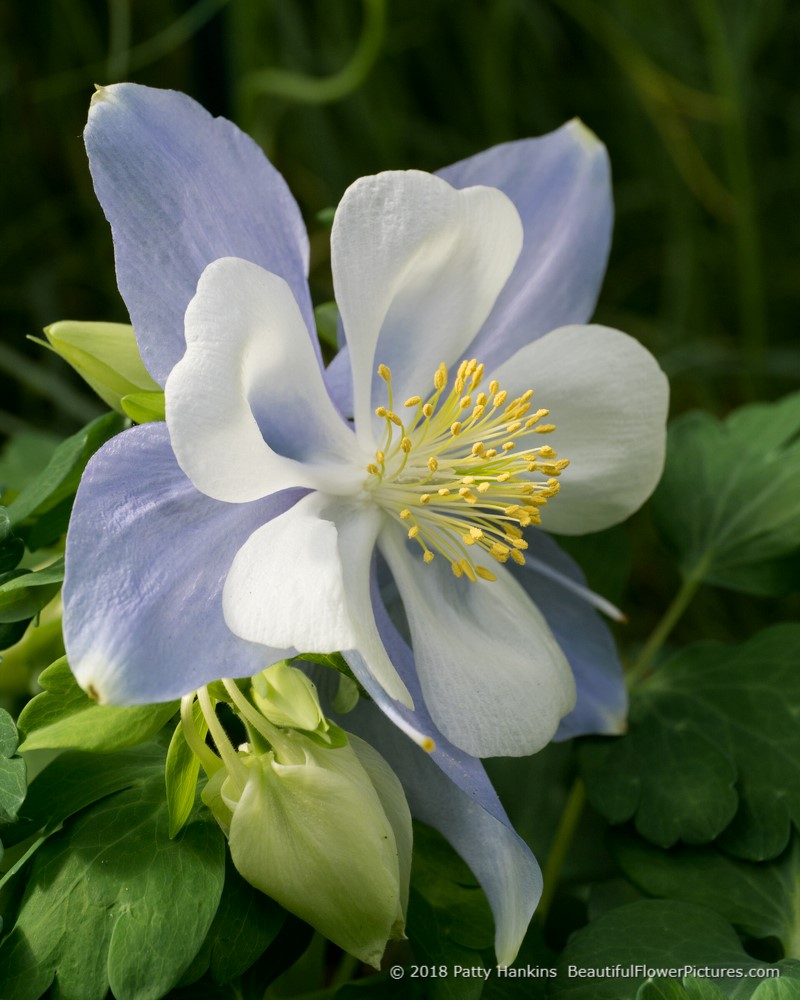 Bluebird Columbine © 2018 Patty Hankins