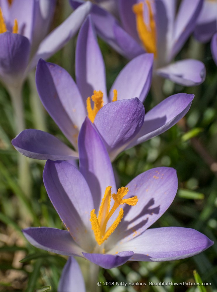 Purple Crocuses © 2018 Patty Hankins