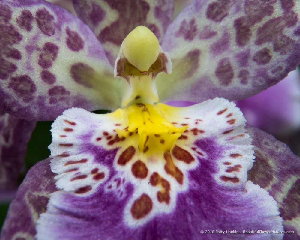 Orchid Close Up © 2018 Patty Hankins