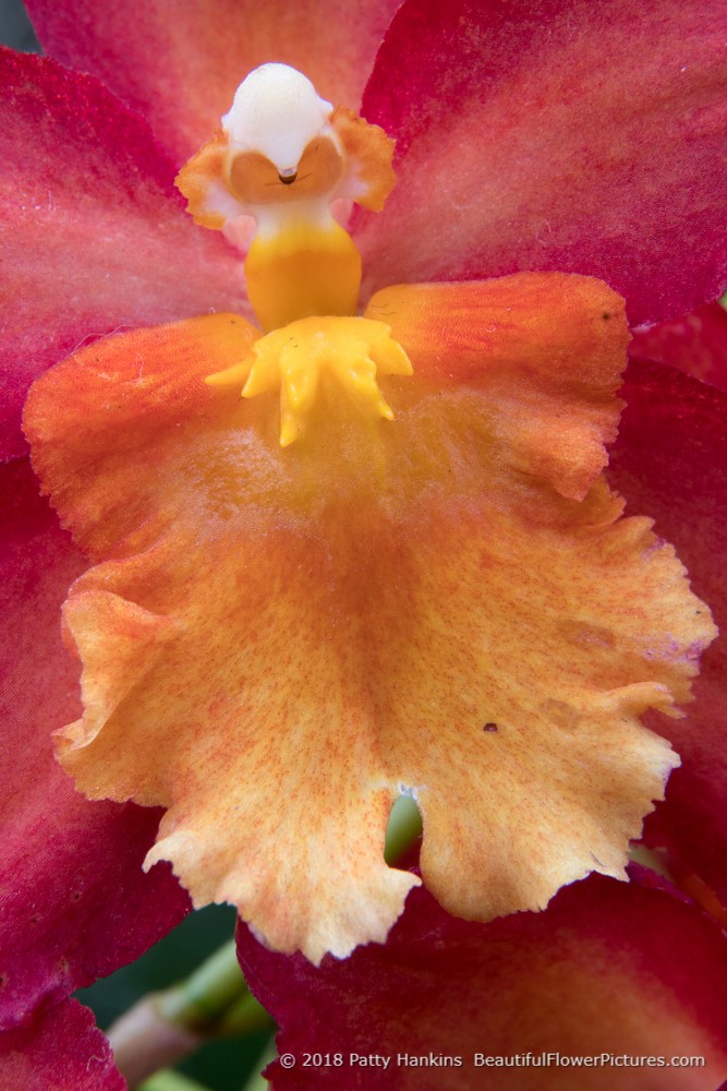 Orchid Close Up © 2018 Patty Hankins